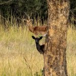 Indabushe Eco Lodge_Game Viewing and Birding