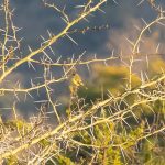 Indabushe Eco Lodge_Game Viewing and Birding