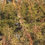 Indabushe Eco Lodge_Game Viewing and Birding