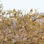 Indabushe Eco Lodge_Game Viewing and Birding