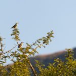 Indabushe Eco Lodge_Game Viewing and Birding