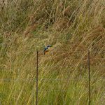 Indabushe Eco Lodge_Game Viewing and Birding