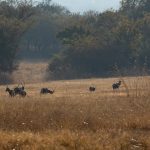 Indabushe Eco Lodge_Game Viewing and Birding