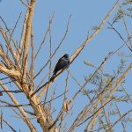 Indabushe Eco Lodge_Game Viewing and Birding