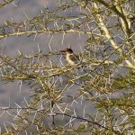 Indabushe Eco Lodge_Game Viewing and Birding