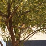 Indabushe Eco Lodge_Game Viewing and Birding