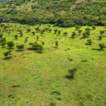 Indabushe Eco Lodge_Game Viewing and Birding