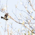 Indabushe Eco Lodge_Game Viewing and Birding