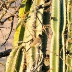 Indabushe Eco Lodge_Game Viewing and Birding