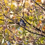 Indabushe Eco Lodge_Game Viewing and Birding