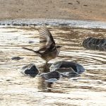 Indabushe Eco Lodge_Game Viewing and Birding