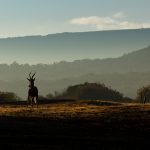 Indabushe Eco Lodge_Game Viewing and Birding