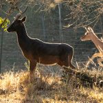 Indabushe Eco Lodge_Game Viewing and Birding
