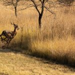Indabushe Eco Lodge_Game Viewing and Birding
