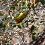 Indabushe Eco Lodge_Game Viewing and Birding