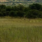 Indabushe Eco Lodge_Game Viewing and Birding